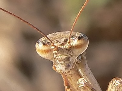 Insetti dalla Croazia : 19. Ameles spallanzania (Mantodea)
